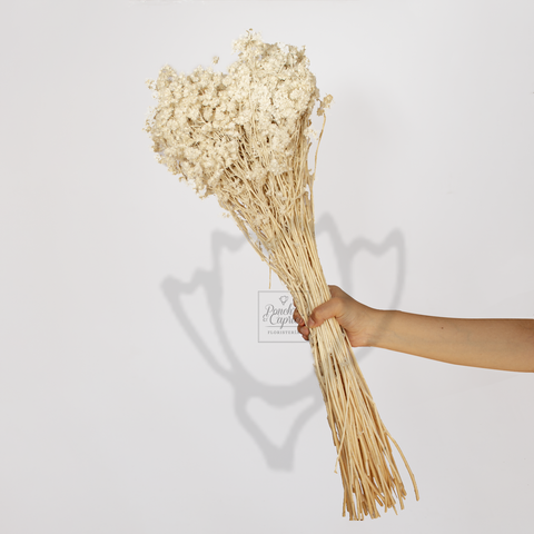 Flores Preservadas - Gordolobo Blanco - FPF027